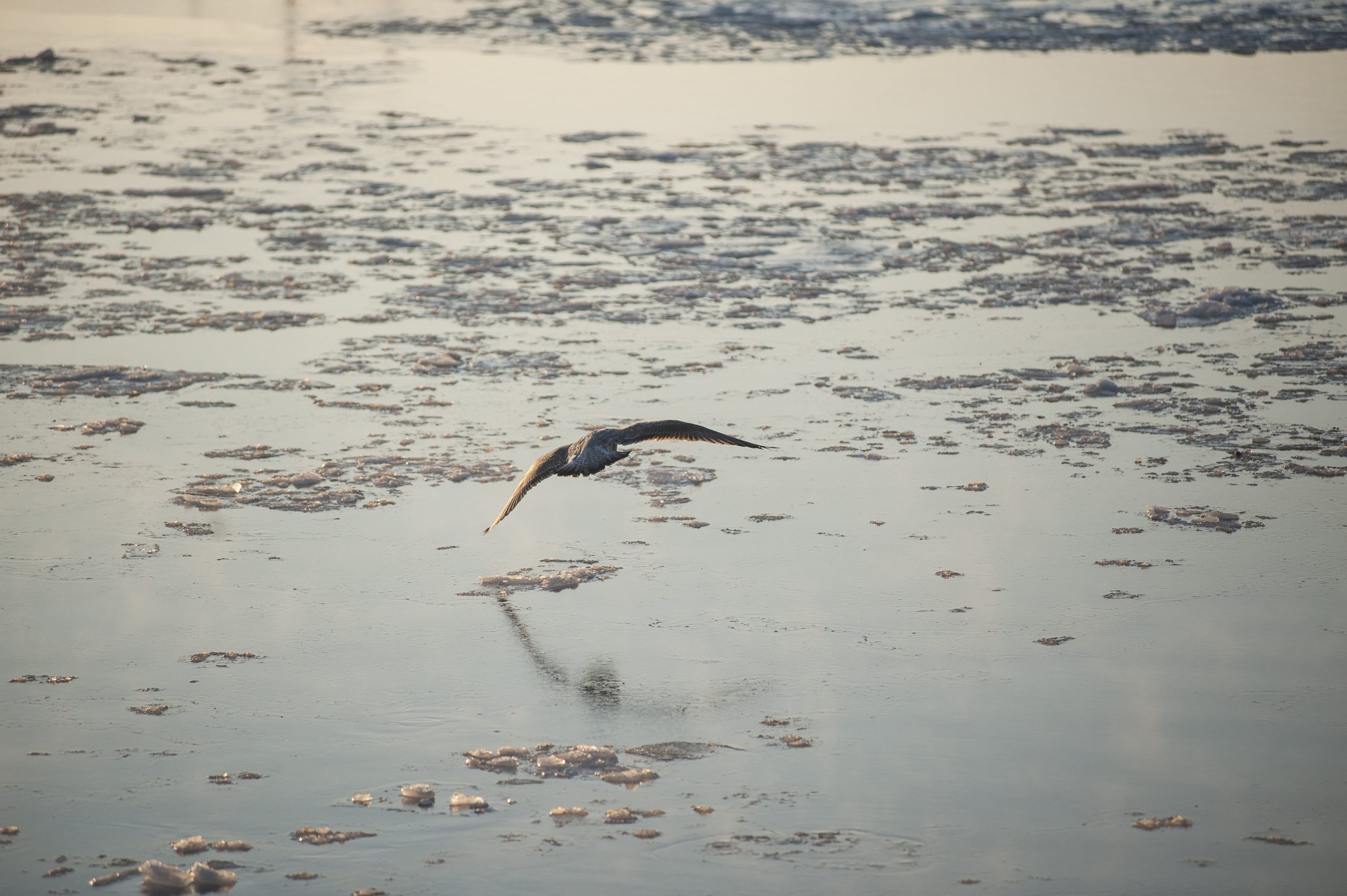 En fugl flyr lavt over et vann med smeltende is.
