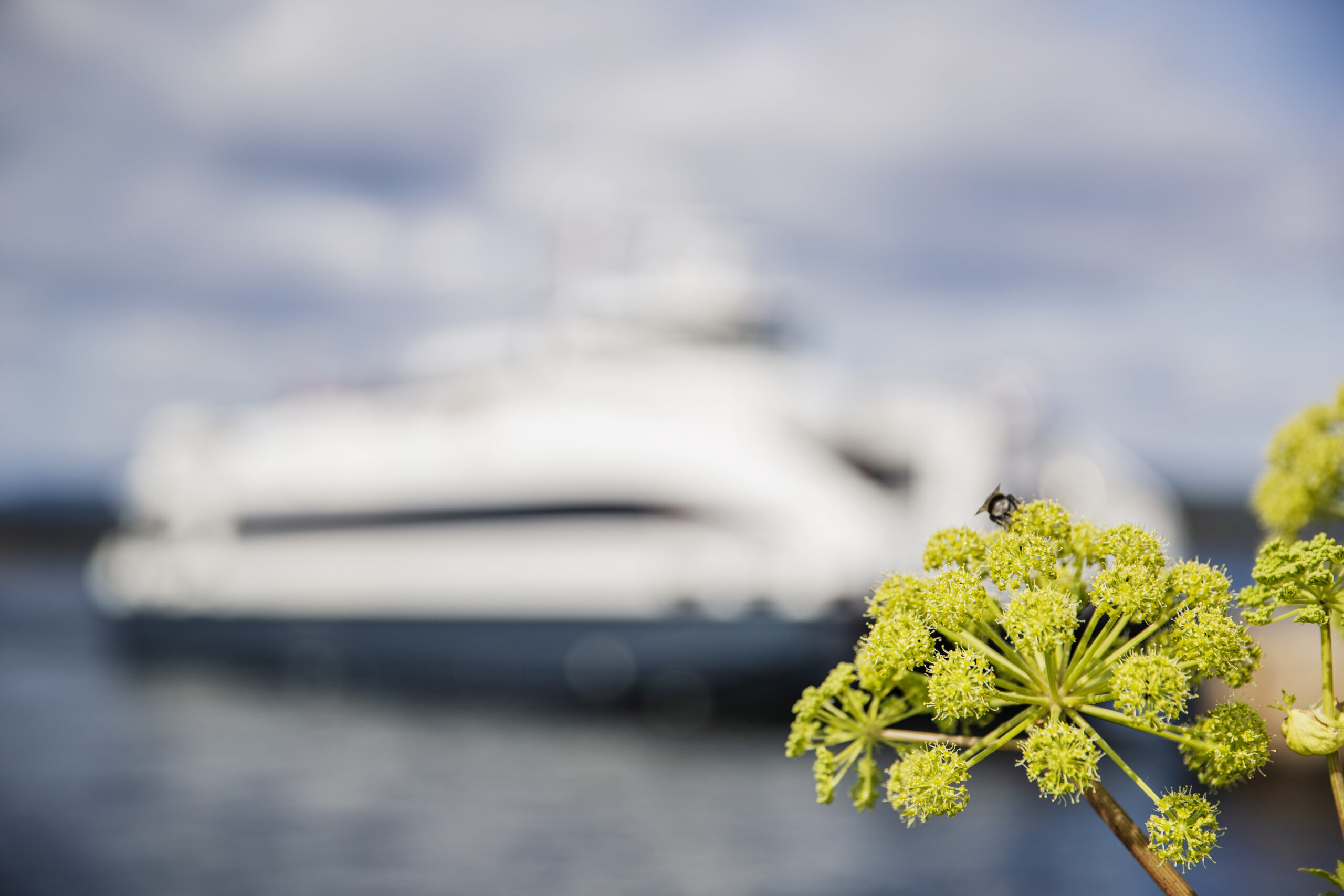 Yellow flowers showing with a blurred image of an island ferry in the background.